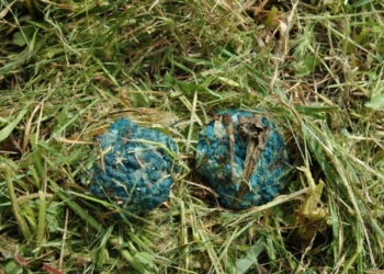 Allarme bocconi avvelenati per cani e gatti, istituzione unite contro l’ignobile pratica