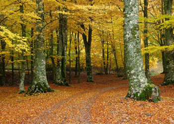 La Faggeta vetusta dei monti Cimini è patrimonio naturale dell’umanità