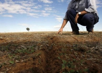 Siccità, nell’Orvietano danni alle colture. Compromessa produzione olio e vino. Produttori in ginocchio