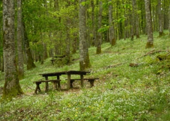 “Allerona Petit Tour” torna nei boschi della Selva di Meana. Obiettivo: l’Anello delle Spiagge
