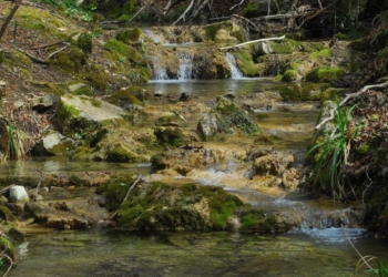 Tra boschi e torrenti, ultimi due appuntamenti estivi col Museo del Fiore