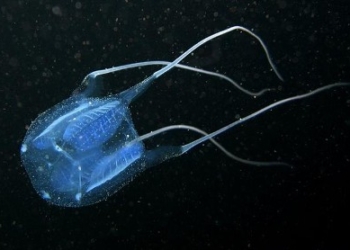 Cubomeduse sulle coste dell’Alto Lazio, tra Montalto e Tarquinia