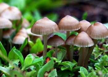 Raccolta funghi, al via i corsi micologici gratuiti per rilascio del tesserino