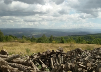 Nuovo appuntamento per “Allerona Petit Tour”: escursione guidata nei boschi della Selva di Meana