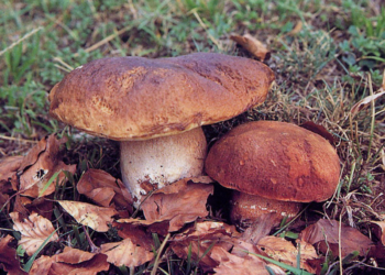 Ad Acquapendente al via la 27esima Mostra micologica