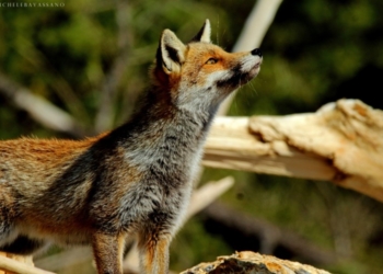 “Sulle tracce dei mammiferi: evoluzione ed adattamento” al Museo del Fiore