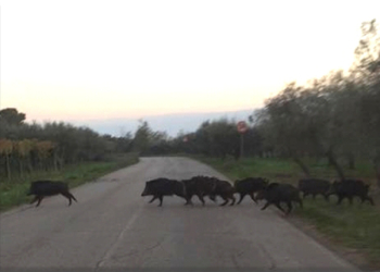 L’Orvietano sotto scacco dei cinghiali, è di nuovo emergenza. Cia: “Non più rinviabile il contenimento”