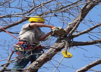 Sospensione traffico a Canale a causa di lavori urgenti agli alberi sulla strada