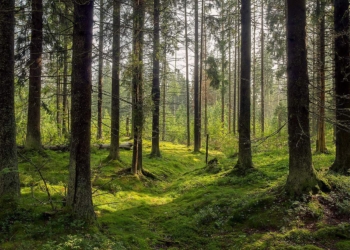 Il Comune chiede l’istituzione del Parco Interregionale Monte Rufeno-Selva di Meana