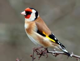 Come costruire una mangiatoia per uccellini? Presto fatto al Museo del Fiore