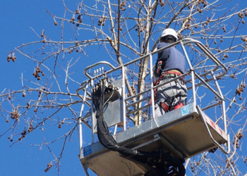 Disciplina veicolare di sicurezza per potatura piante lungo la Dritta del Marchigiano