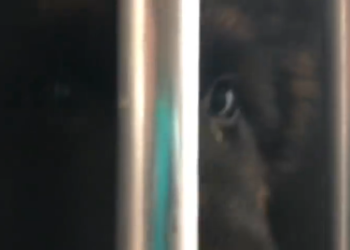 Traffico cani, sequestrati 17 cuccioli dalla Polizia Stradale di Orvieto