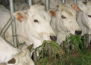 Benessere degli animali, presentati risultati attività monitoraggio: 470 allevatori ammessi ai finanziamenti