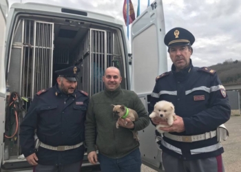 Traffico di cuccioli, 17 cani salvati dalla Stradale. In un’altra operazione recuperato materiale boschivo trafugato
