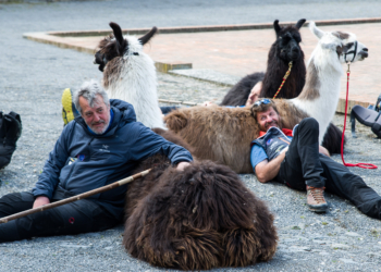 Tappa a anche a Porano per i pellegrini e i loro tre lama. Direzione Roma lungo la Via Romea Germanica