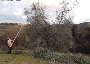“L’antica innovazione” delle buone pratiche agricole al servizio dell’olivicoltura:  corso di formazione al CNR-IBAF