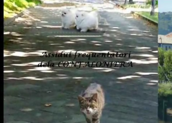 Dalla Confaloniera … Un Girotondo a 360°