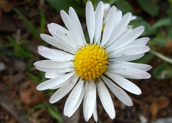 A Bagnoregio doppio appuntamento con la mostra-mercato Fiore di Maggio e la Passeggiata nei Calanchi
