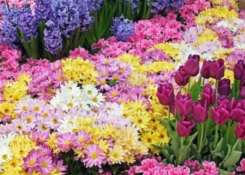 Balconi e giardini fioriti a San Venanzo, concorso di Floricoltura