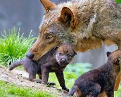 “Giocando ed imparando..in bocca al lupo”.Mmostra e laboratori per conoscere il re di Monte Rufeno