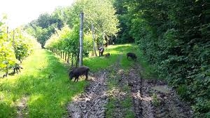 Danni da cinghiali e risarcimenti, la Cia Umbria chiama a raccolta agricoltori e istituzioni
