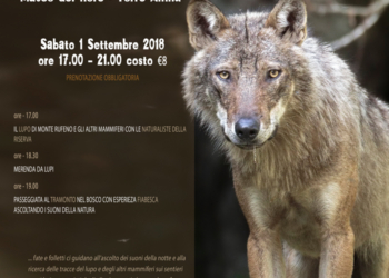 Il Re del Monte Rufeno che paura non fa, alla scoperta del lupo e di altri mammiferi della riserva