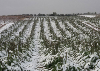 Danni da maltempo, 270mila euro per agricoltori danneggiati da gelate eccezionali aprile 2017
