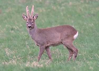 Sospesa caccia di selezione alle specie capriolo e daino. Dal 12 agosto fino a nuova disposizione