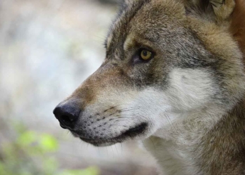 “Wolf Night: tutto quello che si deve sapere sul lupo” a cura di Riserva Naturale Monte Rufeno