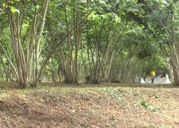 Noccioleti a rischio, scoperto dall’Università della Tuscia nuovo insetto alieno