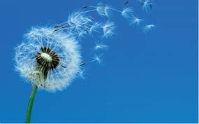 Un pensiero per Francesca di “Parole Ribelli” da Il Filo di Eloisa