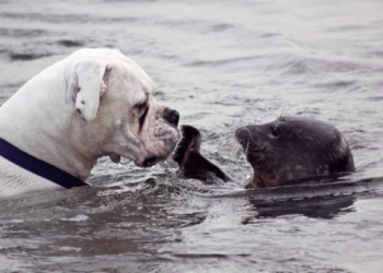 Tenero bacio tra una foca e un cane