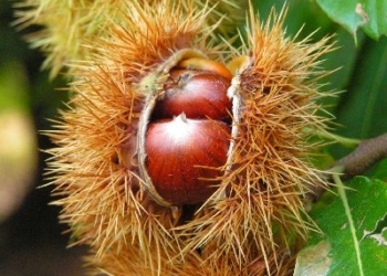 Montecchio, concorso “Castagna d’argento” alle scuole dell’infanzia e primaria