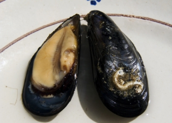 Piatto di cozze troppo piccolo al ristorante, il commensale chiama la Polizia