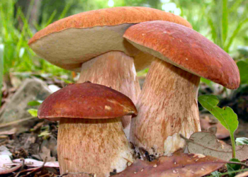 Controllo gratuito dei funghi a cura dell’ispettorato micologico dell’Azienda Usl Umbria 2