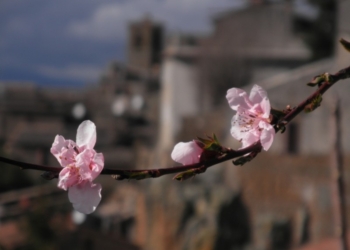 Ramo fiorito davanti la Rupe