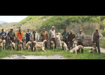 Evento cinofilo ad Acquapendente: assegnazione titoli tricolore a squadre per spinoni
