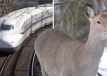 In Giappone i treni potranno abbaiare