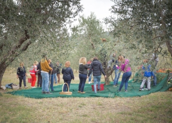 I giorni dell’olio nuovo al Vecchio Frantoio Bartolomei