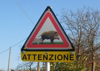 Incidenti tra auto e animali, sinistri azzerati in tutta la Provincia. Pronto a partire il progetto “Life Safe-Crossing”