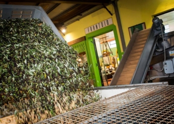 Al vecchio Frantoio Bartolomei di Montecchio tornano “I Giorni dell’olio nuovo”