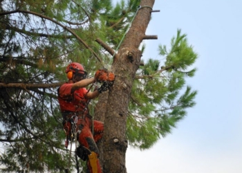 San Venanzo, alberi pericolosi. Senso unico alternato per l’abbattimento