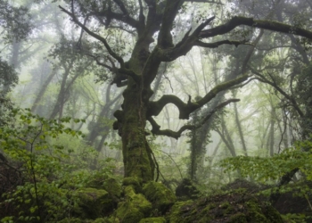 Giornata nazionale degli alberi, visite al Bosco del Sasseto e Museo del Fiore