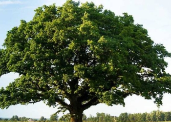 Il Comune di Narni pianta 900 nuovi alberi fra il Centro Storico e lo Scalo