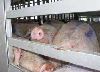 Tir di maiali di dubbia provenienza posto sotto sequestro, denunciati i due conducenti