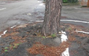 Alberi a rischio caduta nel territorio comunale, al via il censimento