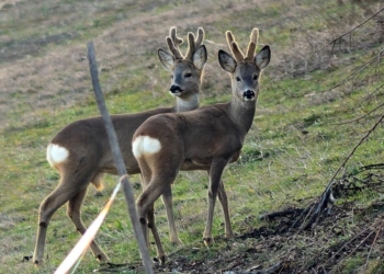 Caccia di selezione a daino e capriolo, revocata dal Tar la sospensione. Cecchini: “Può riprendere la regolare attività della caccia di selezione”