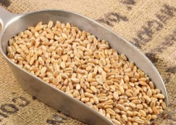 Il frumento: dal campo alla tavola all’intestino, workshop organizzato dall’UniTuscia