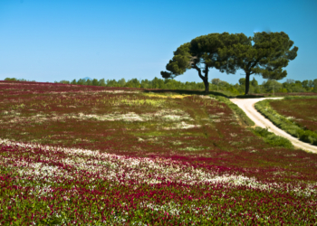 Wwf Umbria contro la monocoltura intensiva dei noccioleti nell’Alfina