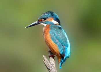Alla scoperta dell’Oasi di Alviano, un incantesimo ancestrale per ri-scoprire la vita